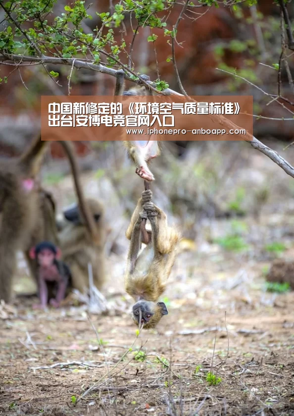 ANBO体育APP下载